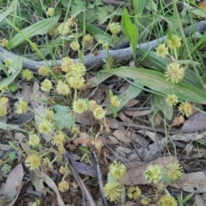 Hydrocotyle laxiflora at Bungendore, NSW - 30 Nov 2022