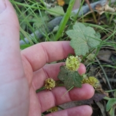 Hydrocotyle laxiflora at Bungendore, NSW - 30 Nov 2022