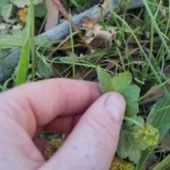 Hydrocotyle laxiflora at Bungendore, NSW - 30 Nov 2022