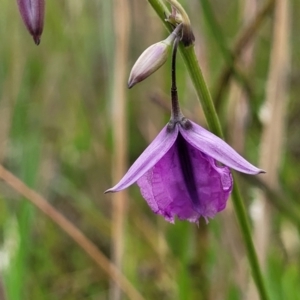 Arthropodium fimbriatum at Fraser, ACT - 1 Dec 2022 04:03 PM