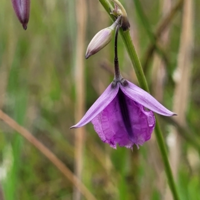 Arthropodium fimbriatum (Nodding Chocolate Lily) at Fraser, ACT - 1 Dec 2022 by trevorpreston