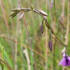 Arthropodium fimbriatum at Fraser, ACT - 1 Dec 2022 04:03 PM