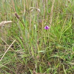 Arthropodium fimbriatum at Fraser, ACT - 1 Dec 2022 04:03 PM