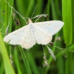 Scopula rubraria (Reddish Wave, Plantain Moth) at Dunlop, ACT - 1 Dec 2022 by trevorpreston