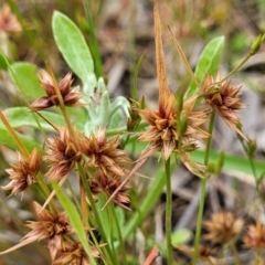 Juncus capitatus at Fraser, ACT - 1 Dec 2022 04:20 PM