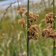 Juncus australis (Australian Rush) at Fraser, ACT - 1 Dec 2022 by trevorpreston