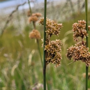 Juncus australis at Fraser, ACT - 1 Dec 2022