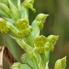 Microtis unifolia (Common Onion Orchid) at Dunlop Grasslands - 1 Dec 2022 by trevorpreston