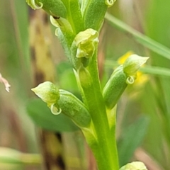 Microtis unifolia at Fraser, ACT - 1 Dec 2022