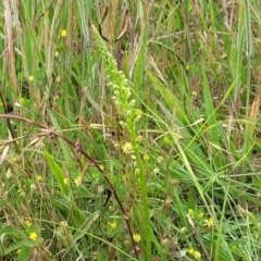 Microtis unifolia at Fraser, ACT - 1 Dec 2022