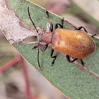 Ecnolagria grandis (Honeybrown beetle) at Dunlop Grasslands - 1 Dec 2022 by trevorpreston