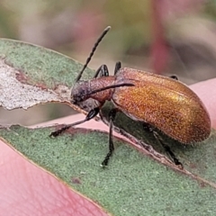 Ecnolagria grandis at Fraser, ACT - 1 Dec 2022 04:23 PM