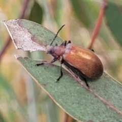 Ecnolagria grandis at Fraser, ACT - 1 Dec 2022 04:23 PM