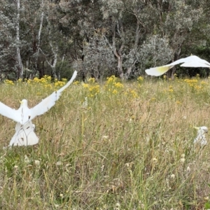 Cacatua galerita at Latham, ACT - 1 Dec 2022