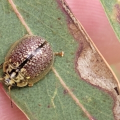 Paropsisterna decolorata at Fraser, ACT - 1 Dec 2022