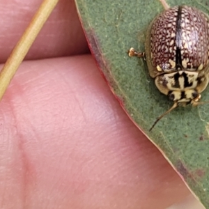 Paropsisterna decolorata at Fraser, ACT - 1 Dec 2022