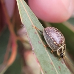 Paropsisterna decolorata at Fraser, ACT - 1 Dec 2022