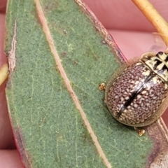 Paropsisterna decolorata at Fraser, ACT - 1 Dec 2022