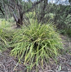 Lomandra longifolia (Spiny-headed Mat-rush, Honey Reed) at Umbagong District Park - 1 Dec 2022 by JimL