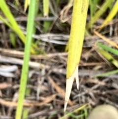 Lomandra longifolia at Latham, ACT - 1 Dec 2022 04:35 PM