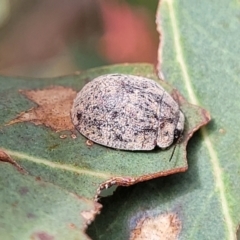 Trachymela sp. (genus) (Brown button beetle) at Dunlop Grasslands - 1 Dec 2022 by trevorpreston