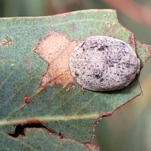 Trachymela sp. (genus) at Fraser, ACT - 1 Dec 2022