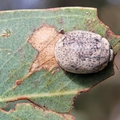 Trachymela sp. (genus) at Fraser, ACT - 1 Dec 2022