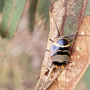 Ellipsidion australe at Fraser, ACT - 1 Dec 2022 04:26 PM