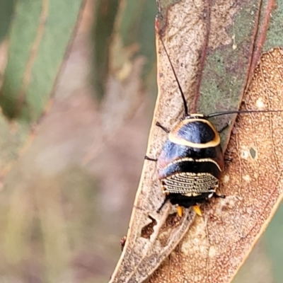 Ellipsidion australe (Austral Ellipsidion cockroach) at Fraser, ACT - 1 Dec 2022 by trevorpreston