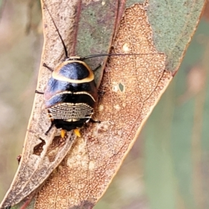 Ellipsidion australe at Fraser, ACT - 1 Dec 2022 04:26 PM