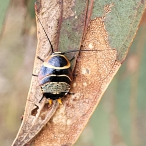 Ellipsidion australe at Fraser, ACT - 1 Dec 2022