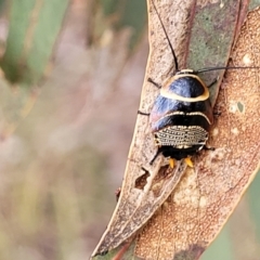 Ellipsidion australe at Fraser, ACT - 1 Dec 2022 04:26 PM