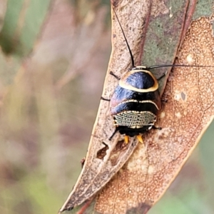 Ellipsidion australe at Fraser, ACT - 1 Dec 2022 04:26 PM