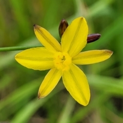 Tricoryne elatior (Yellow Rush Lily) at Dunlop Grasslands - 1 Dec 2022 by trevorpreston
