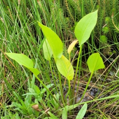 Alisma plantago-aquatica (Water Plantain) at Fraser, ACT - 1 Dec 2022 by trevorpreston