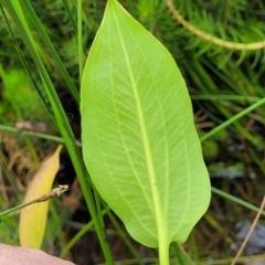 Alisma plantago-aquatica at Fraser, ACT - 1 Dec 2022