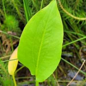 Alisma plantago-aquatica at Fraser, ACT - 1 Dec 2022