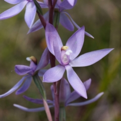 Thelymitra megcalyptra (Swollen Sun Orchid) at Cotter River, ACT - 28 Nov 2022 by DPRees125