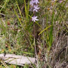 Thelymitra megcalyptra at Cotter River, ACT - suppressed