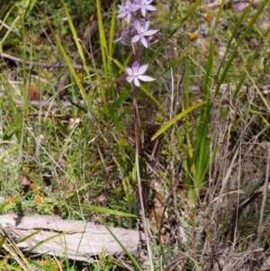 Thelymitra megcalyptra at Cotter River, ACT - suppressed