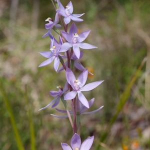 Thelymitra megcalyptra at Cotter River, ACT - suppressed