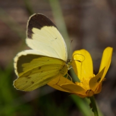 Eurema smilax (Small Grass-yellow) at Cotter River, ACT - 28 Nov 2022 by DPRees125