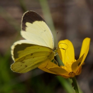 Eurema smilax (Small Grass-yellow) at Cotter River, ACT by DPRees125