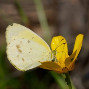 Eurema smilax at Cotter River, ACT - 28 Nov 2022