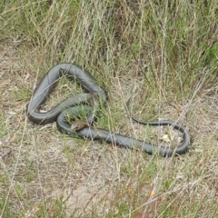 Pseudonaja textilis (Eastern Brown Snake) at Black Mountain - 1 Dec 2022 by darrenw