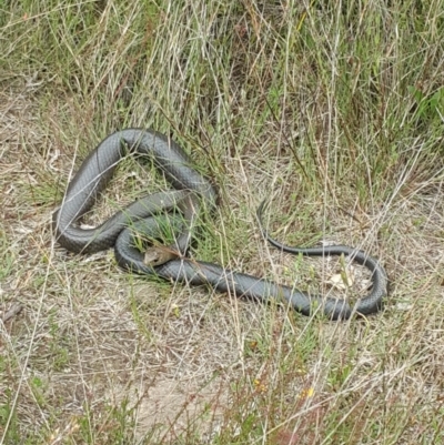 Pseudonaja textilis (Eastern Brown Snake) at Black Mountain - 1 Dec 2022 by darrenw