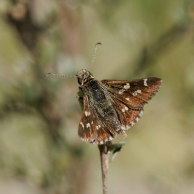 Pasma tasmanica (Two-spotted Grass-skipper) at Namadgi National Park - 28 Nov 2022 by DPRees125