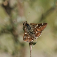 Pasma tasmanica (Two-spotted Grass-skipper) at Cotter River, ACT - 28 Nov 2022 by DPRees125