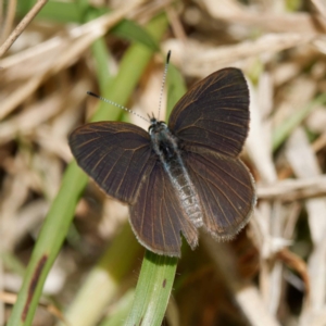 Candalides heathi at Cotter River, ACT - 28 Nov 2022