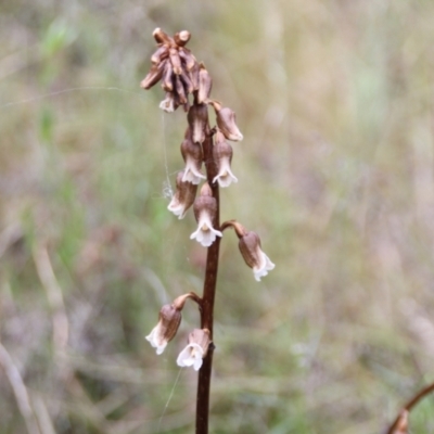 Gastrodia sesamoides (Cinnamon Bells) at Cooma North Ridge Reserve - 30 Nov 2022 by mahargiani
